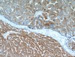 RBP4 Antibody in Immunohistochemistry (Paraffin) (IHC (P))