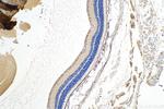 RBP4 Antibody in Immunohistochemistry (Paraffin) (IHC (P))