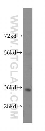 FCN1 Antibody in Western Blot (WB)