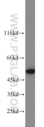 NAMPT/PBEF Antibody in Western Blot (WB)