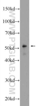 NAMPT/PBEF Antibody in Western Blot (WB)