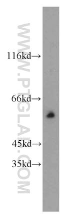 CXADR Antibody in Western Blot (WB)