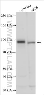 FAPA Antibody in Western Blot (WB)
