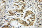 TRAF7 Antibody in Immunohistochemistry (Paraffin) (IHC (P))