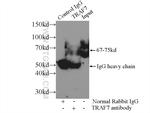 TRAF7 Antibody in Immunoprecipitation (IP)