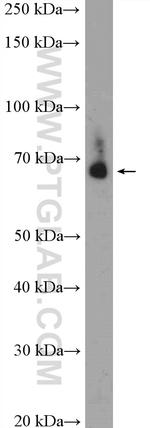 TRAF7 Antibody in Western Blot (WB)