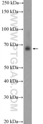 TRAF7 Antibody in Western Blot (WB)