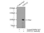 PTPN22 Antibody in Immunoprecipitation (IP)