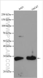 MPZL2 Antibody in Western Blot (WB)