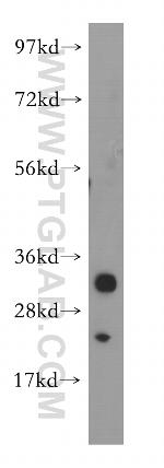 MPZL2 Antibody in Western Blot (WB)