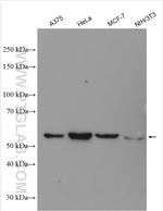PRIM2 Antibody in Western Blot (WB)