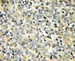 NIPSNAP3B Antibody in Immunohistochemistry (Paraffin) (IHC (P))