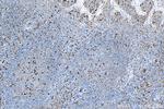 TREM1 Antibody in Immunohistochemistry (Paraffin) (IHC (P))