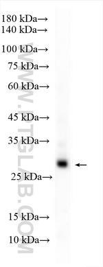 TREM1 Antibody in Western Blot (WB)