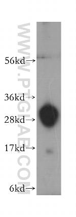 TREM1 Antibody in Western Blot (WB)