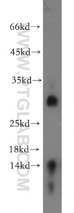 TREM1 Antibody in Western Blot (WB)