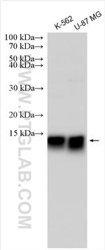 BET1 Antibody in Western Blot (WB)