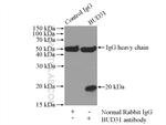 BUD31 Antibody in Immunoprecipitation (IP)