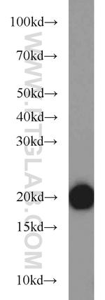 BUD31 Antibody in Western Blot (WB)