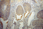 CRNN Antibody in Immunohistochemistry (Paraffin) (IHC (P))