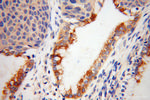 CRNN Antibody in Immunohistochemistry (Paraffin) (IHC (P))