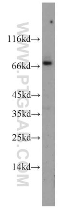 CRNN Antibody in Western Blot (WB)