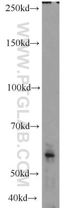 CRNN Antibody in Western Blot (WB)