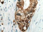 S100P Antibody in Immunohistochemistry (Paraffin) (IHC (P))