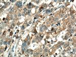 Annexin A3 Antibody in Immunohistochemistry (Paraffin) (IHC (P))