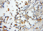 Arylsulfatase D Antibody in Immunohistochemistry (Paraffin) (IHC (P))