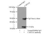 CAPZA1 Antibody in Immunoprecipitation (IP)