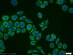 CYB5R1 Antibody in Immunocytochemistry (ICC/IF)