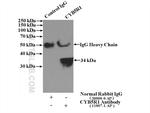 CYB5R1 Antibody in Immunoprecipitation (IP)