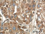 RAB10 Antibody in Immunohistochemistry (Paraffin) (IHC (P))
