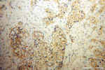 SIRP BETA 1 Antibody in Immunohistochemistry (Paraffin) (IHC (P))