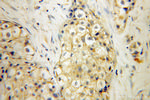SIRP BETA 1 Antibody in Immunohistochemistry (Paraffin) (IHC (P))