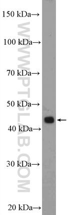 SIRP BETA 1 Antibody in Western Blot (WB)