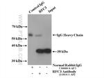 RFC3 Antibody in Western Blot (WB)
