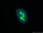 NOLC1 Antibody in Immunocytochemistry (ICC/IF)