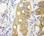 NOLC1 Antibody in Immunohistochemistry (Paraffin) (IHC (P))