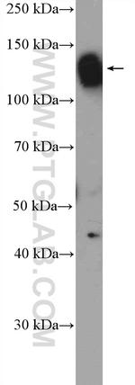 NOLC1 Antibody in Western Blot (WB)