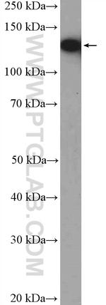 NOLC1 Antibody in Western Blot (WB)