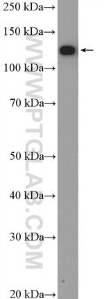 NOLC1 Antibody in Western Blot (WB)