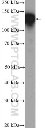 NOLC1 Antibody in Western Blot (WB)