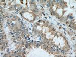 VAMP5 Antibody in Immunohistochemistry (Paraffin) (IHC (P))