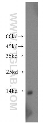 VAMP5 Antibody in Western Blot (WB)