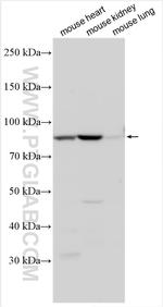EMCN Antibody in Western Blot (WB)
