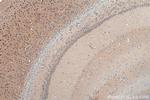ARPP-21 Antibody in Immunohistochemistry (Paraffin) (IHC (P))