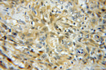 UBE2K Antibody in Immunohistochemistry (Paraffin) (IHC (P))