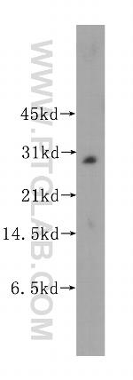 MLF2 Antibody in Western Blot (WB)